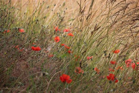 Mohnblumen Blumen Rot Kostenloses Foto Auf Pixabay