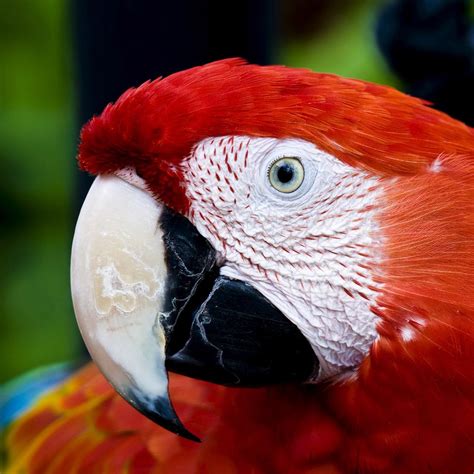 Rainforest Blue Macaw