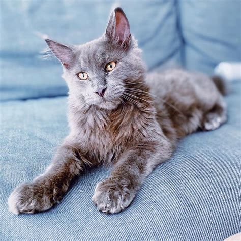 Blue Maine Coon Cats