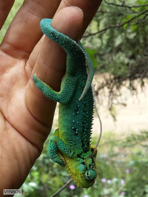 Southern African Dwarf Chameleons From Sani Pass Drakensburg Lesotho On