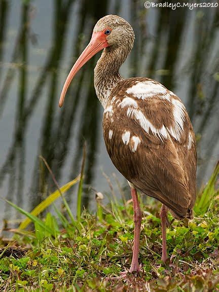 Bradley Myers Photo Blog: Juvenile American White Ibis...