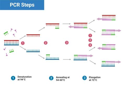 Pcr Machine Principle Parts Steps Types Uses Examples