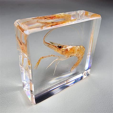 Tiny Shrimp in Resin, Prawn, Macrobrachium nipponense - Insects In Resin