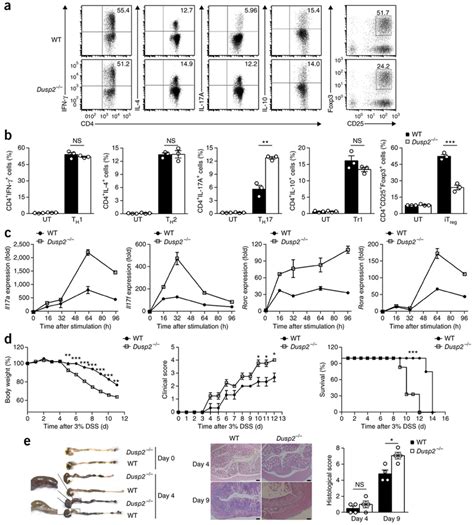 Dusp Deficiency Promotes Th Differentiation In Vitro And Enhanced