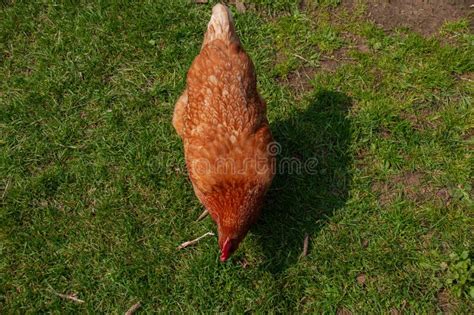 Red Sex Link Chicken Pecking In The Grass Stock Image Image Of