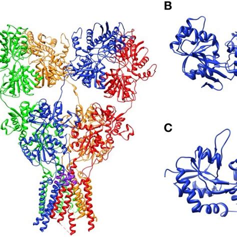 The crystal structure of the rat glutamate receptor, GluA2. (A ...