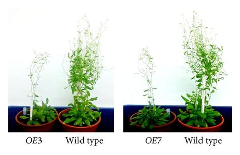 Comparison Of The Phenotypes Of The Transgenic A Thaliana And Wild