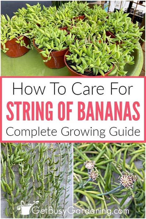 String Of Bananas Plant Care Guide How To Grow Curio Radicans Artofit