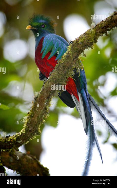 Panama Wildlife With A Resplendent Quetzal Pharomachrus Mocinno In La