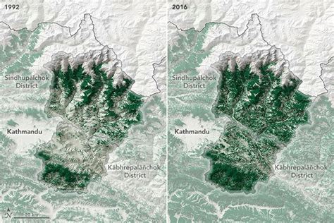 Instead of planting trees, give forests back to people - The Verge