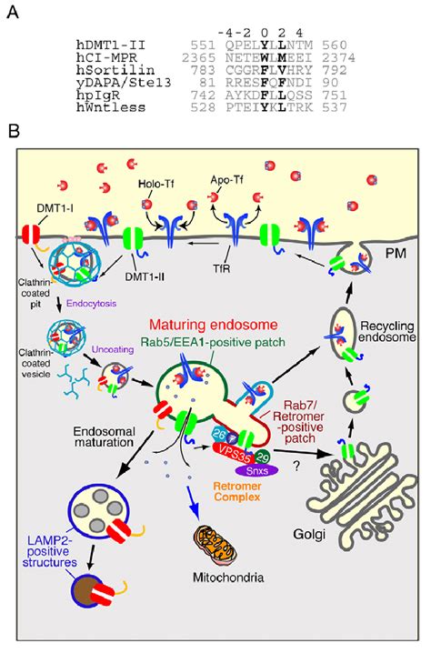 A Model For Retromer Dependent Endosomal Recycling A Representative