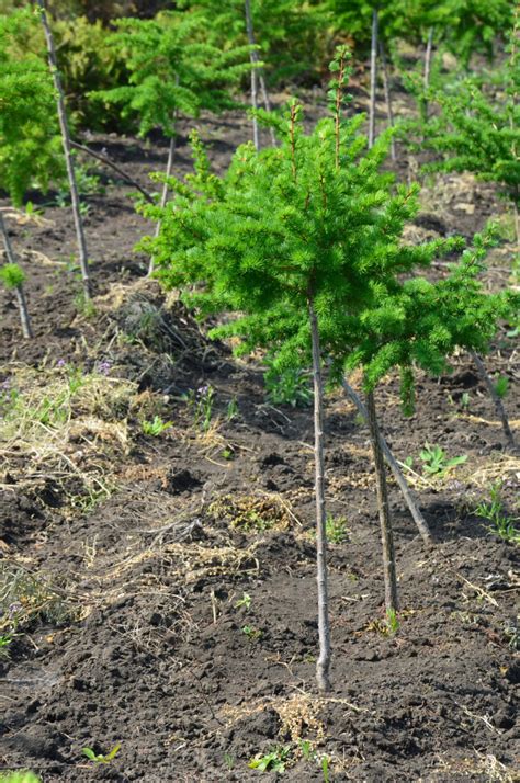 Лиственница европейская саженцы. Купить Larix decidua | PLANTE.md