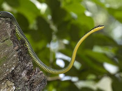 paradise tree snake chrysopelea paradisi