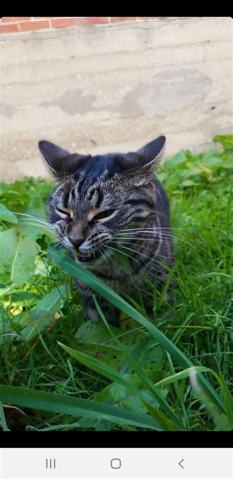 My cat eating grass : r/aww