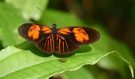 Heliconius erato - Facts, Diet, Habitat & Pictures on Animalia.bio
