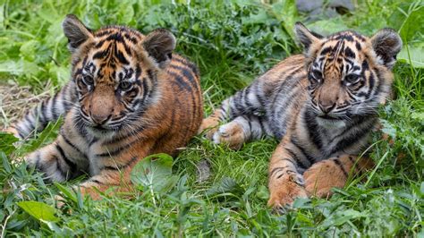 London Zoo Names Its Terrific Tiger Trio Cbbc Newsround