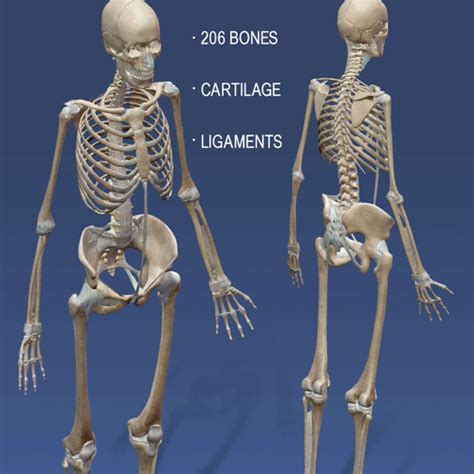 Stream Episode Skeletal System By Blonde Glamazon Podcast Listen Online For Free On SoundCloud