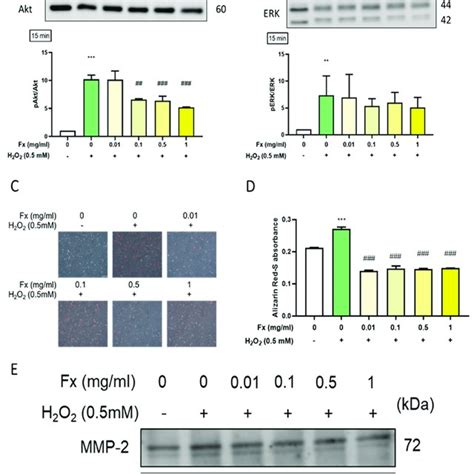 Effect Of Fucoxanthin Fx On Oxidative Stress Induced Calcification