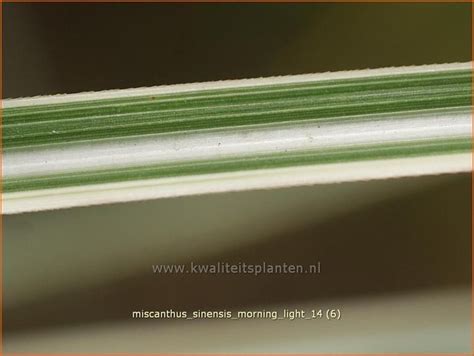 Chinees Prachtriet Miscanthus Sinensis Morning Light Pot Cm