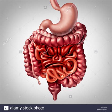 Síndrome del intestino irritable Síntomas y diagnóstico del intestino y