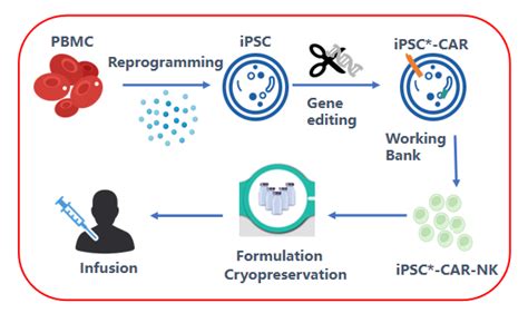 Ipsc Car Nk