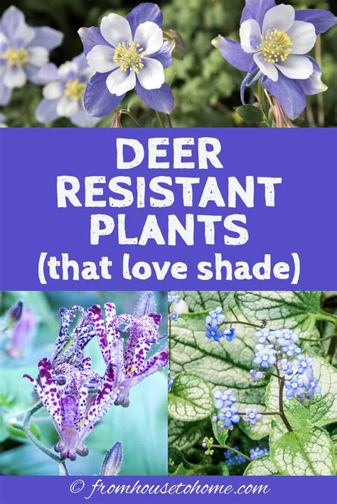 Deer Resistant Shade Plants Texas – Mxzim.com