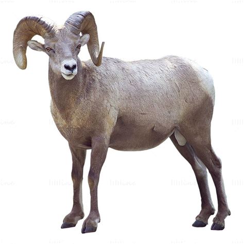 Bighorn sheep png photo