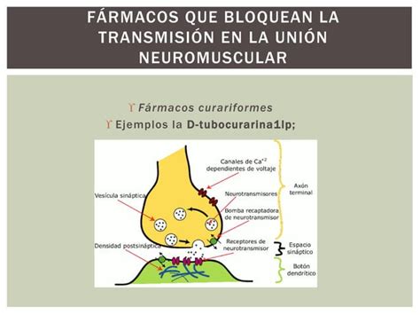 Excitación del músculo esquelético PPT