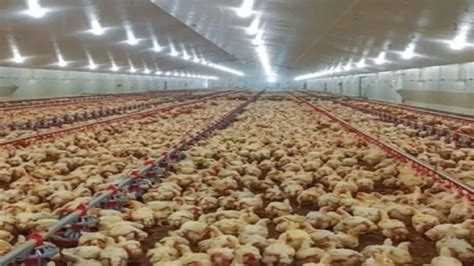 Galpón Para Pollos De Engorde