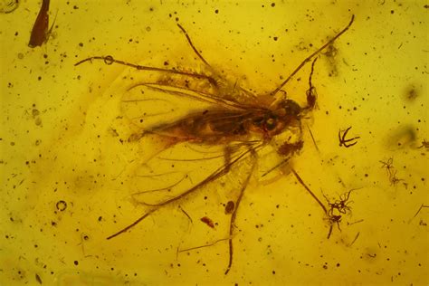 Ten Fossil Flies (Diptera) In Baltic Amber (#183581) For Sale - FossilEra.com