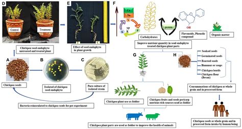 Frontiers Chickpea Seed Endophyte Enterobacter Sp Mediated Yield And