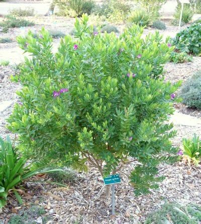 Lechera Del Cabo Polygala Myrtifolia