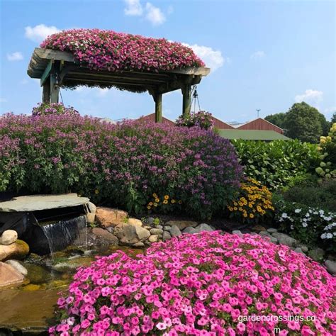 5 Ways To Use Supertunia Vista® Petunias In Your Landscape Outside