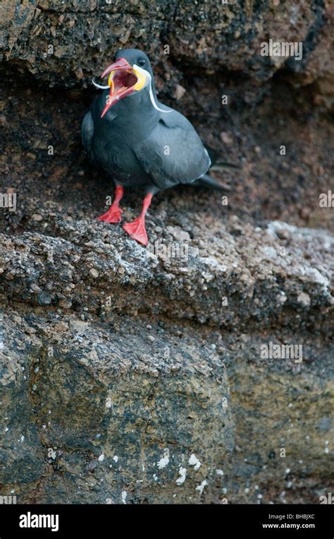 Inca Tern Larosterna Inca WILD Pucusana Peru Stock Photo Alamy