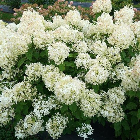 Puffer Fish Hydrangea Sooner Plant Farm