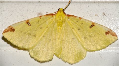 Brimstone Moth Opisthograptis Luteolata Urou Et Crennes Flickr