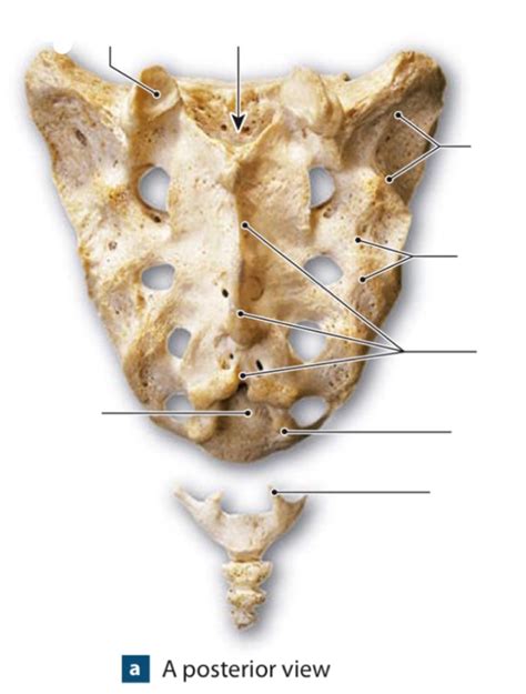 Posterior View Of Sacrum Diagram Quizlet