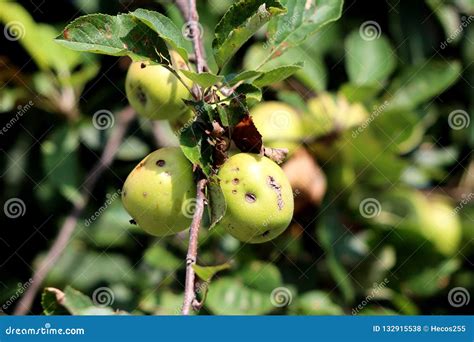 Green To Yellow Apples With Few Grey Spots And Small Holes On Single