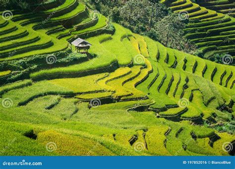 Terraced Rice Field In Mu Cang Chai Vietnam Stock Photo Image Of