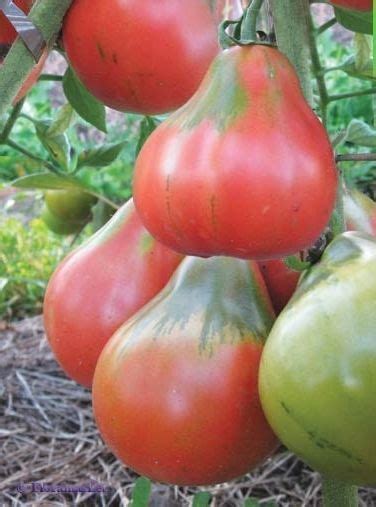 Red Pear Tomato Uma Das Mais Antigas Heran As Americanas Que Remonta