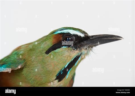 Profile portrait of guardabarranco bird isolated on white studio ...