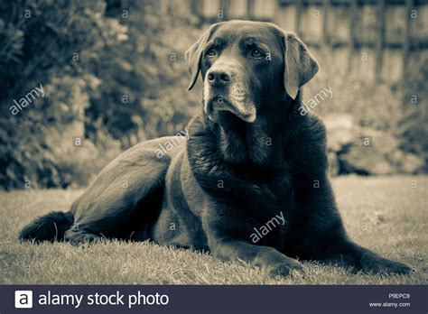 Adult Chocolate Labrador Retriever Hi Res Stock Photography And Images