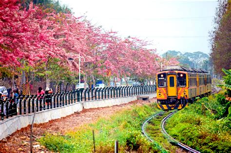 （彰化）二水花旗木綻放 單騎追火車迎花雨 生活 自由時報電子報