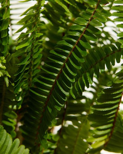 Boston Ferns for Delivery | Air Purifiers | Lively Root