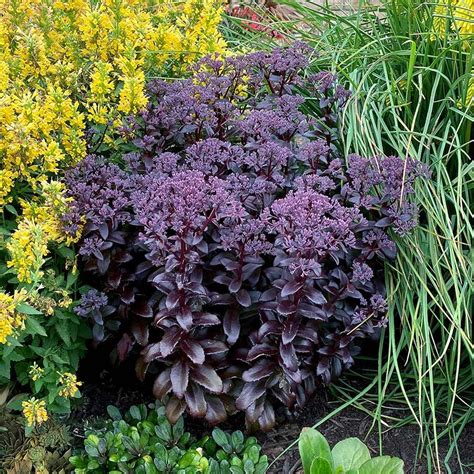 Photo Of The Entire Plant Of Stonecrop Hylotelephium Spectabile Dark