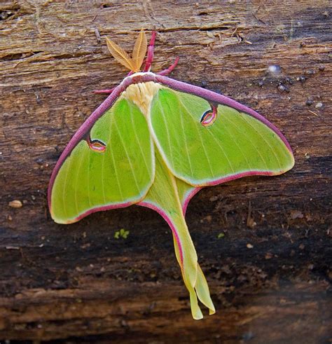 Illinois Natural History Survey: Insect Appreciation