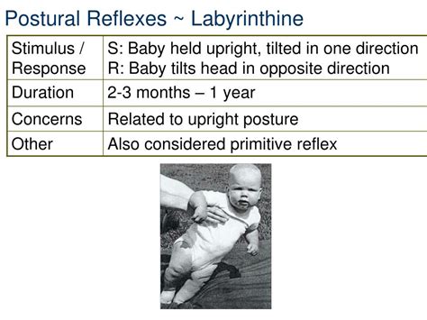 Ppt Infant Reflexes And Stereotypies Powerpoint Presentation Free