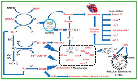 Doxorubicin Mechanism Of Action