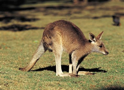 Diprotodontia - wombats, kangaroos, wallabies, koalas | Wildlife ...