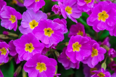 Premium Photo Purple Buttercups On A Flower Bed As A Background